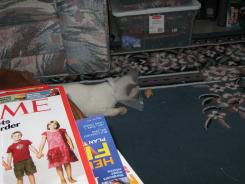 more kittens